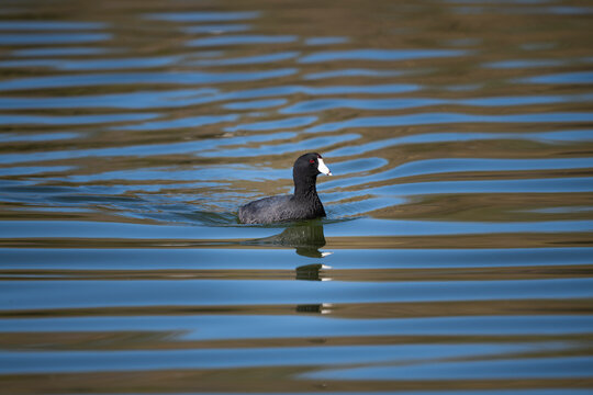 Photograph of an American Coot