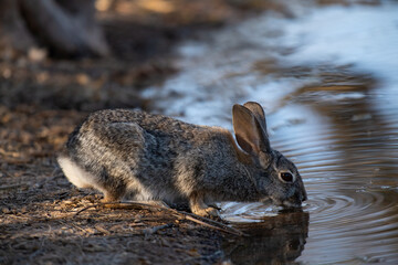 Photograph of a Cottontail Rabbit