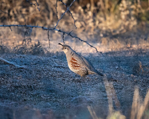 Photograph of Gambles Quail on Arizona.