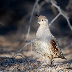Photograph of Gambles Quail on Arizona.