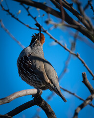 Photograph of Gambles Quail on Arizona.
