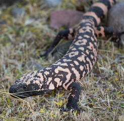 Photograph of a Gila Monster in Arizona.