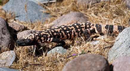 Photograph of a Gila Monster in Arizona.