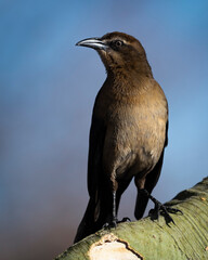 Photograph of a Grackle