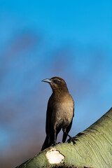 Photograph of a Grackle.