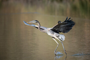 Great Blue Heron flying 