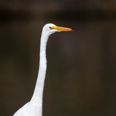 Photograph of a Great White Egret