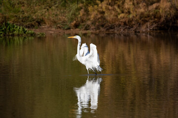 Photograph of a Great White Egret landing in a pond