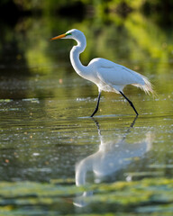 Photograph of a Great White Egret