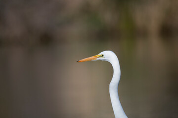 Photograph of a Great White Egret