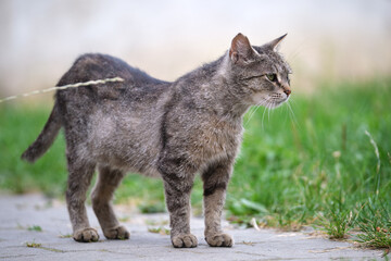 Naklejka na ściany i meble Big gray stray cat resting on steet outdoors in summer