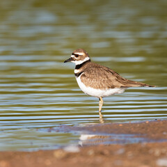 Photograph of a Killdeer shorebird