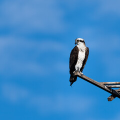 Photograph of an Osprey Perched 