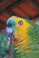 Parrot