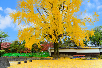 日本庭園の紅葉風景(イチョウの葉)(観光地)
Autumn leaves landscape of Japanese...