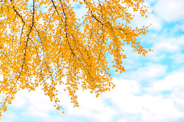 日本庭園の紅葉風景(イチョウの葉)(観光地)
Autumn leaves landscape of Japanese...