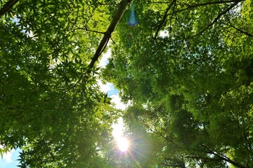 Obraz premium 爽やかな初夏 アオモミジ 癒しの風景 古河