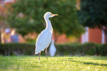White cattle egret wild bird, also known as Bubulcus ibis walking on green lawn in summer