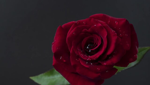 Timelapse. A red rose opens up beautifully against a dark background.