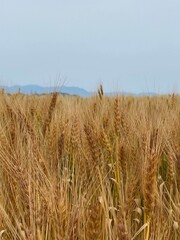 golden wheat field
近江の麦秋