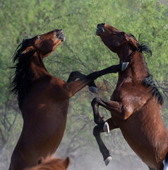 Salt River Wild Horses fighting over mares
