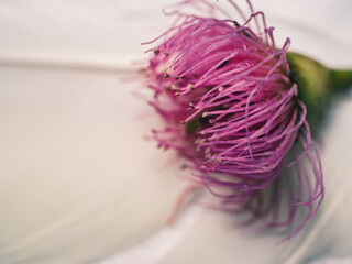 Obraz premium close up of a pink flower