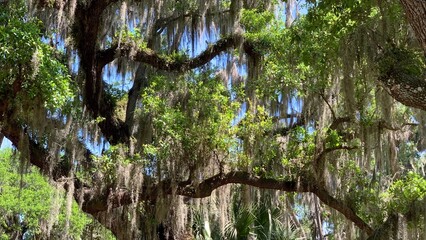 Surrounded by Hanging Moss Trees at Lake Jessup Florida