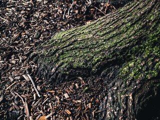 bark texture