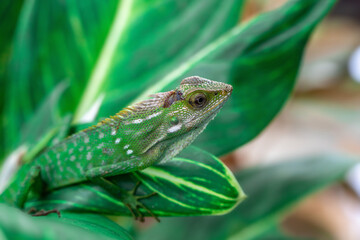 Chameleon animal up close. Asian chameleon in a close-up photo
