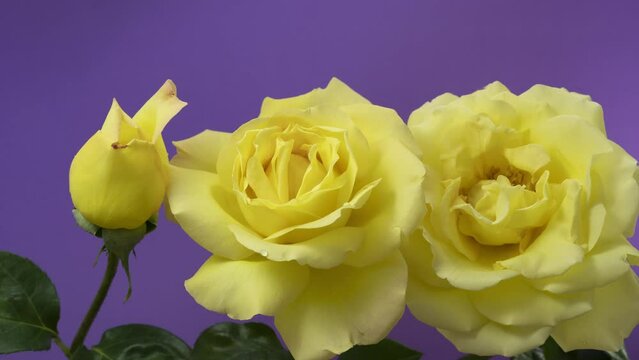 Three blooming yellow roses on a lilac background.Timelapse