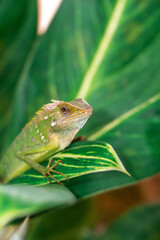 Chameleon animal up close. Asian chameleon in a close-up photo