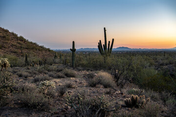 Landscape photograph of a saguaro cactus at sunset at Usery Mountain park in Arizona.