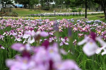 花風景