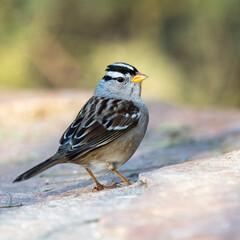 Obraz na płótnie Canvas Photograph of a White Crowned Sparrow