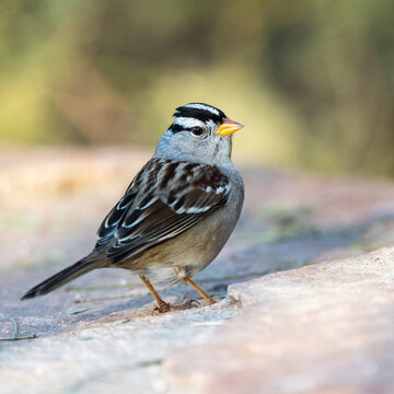 Photograph of a White Crowned Sparrow