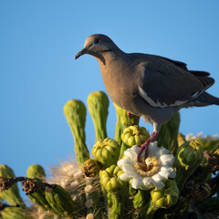 Photograph of a White Winged Dove eating from the flowers of a saguaro cactus in Arizona.