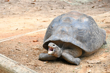 Obraz premium Aggressive turtle tortoise 