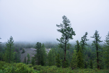 Atmospheric forest landscape with coniferous trees in low clouds in rainy weather. Bleak dense fog in dark forest under gray cloudy sky in rain. Mysterious scenery with coniferous forest in thick fog.