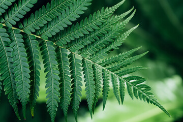 Green fern tree growing in summer. Fern with green leaves on natural background. Natural floral fern background . Summer green texture hundreds of ferns. 