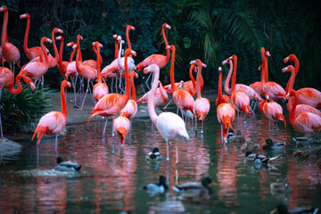 Fototapeta na wymiar Beautiful pink flamingo. Flock of Pink flamingos in a pond. Flamingos or flamingoes are a type of wading bird in the genus Phoenicopterus.
