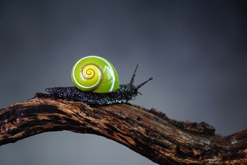 Cuban snail (Polymita picta) world most beautiful land snails from Cuba , its known as 