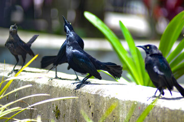 aves de Colombia