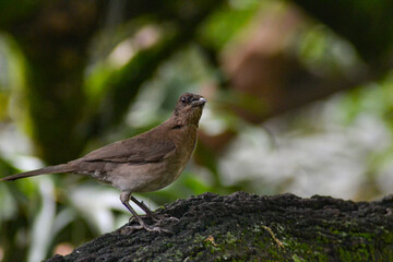 aves de Colombia