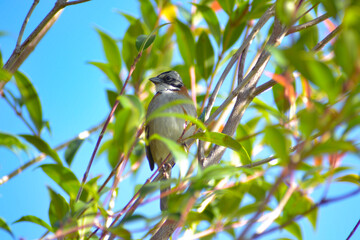 aves de Colombia