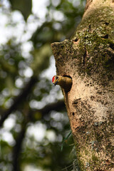 aves de Colombia