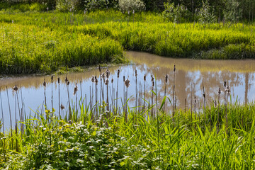 Water edge at beach meadow. Wetland with flowering plants