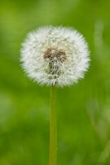 A close up of a dandelion plant gone to seed in north Idaho.
