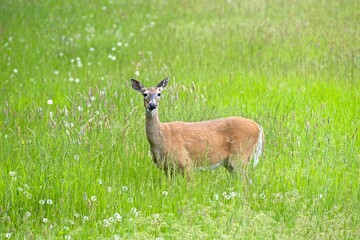 Deer in grassy field chews on grass.