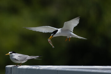 雄が持ってきた魚に興味を持たない雌のコアジサシ
