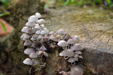 A big colony of mushrooms on ground in the forest